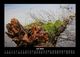 Thumbnail-11