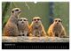 Thumbnail-11