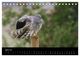 Thumbnail-9
