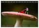 Thumbnail-12