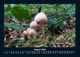 Thumbnail-12