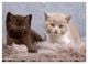 Thumbnail-12