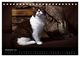 Thumbnail-14