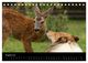 Thumbnail-13