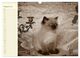 Thumbnail-13