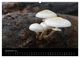 Thumbnail-11