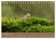 Thumbnail-13