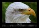 Thumbnail-12