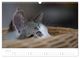 Thumbnail-12