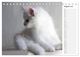 Thumbnail-13