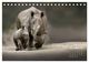 Thumbnail-14