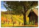 Thumbnail-11