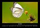 Thumbnail-11