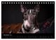 Thumbnail-13