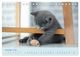 Thumbnail-13