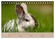 Thumbnail-12