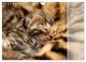 Thumbnail-13