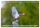 Thumbnail-9