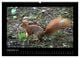 Thumbnail-11