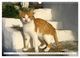 Thumbnail-7