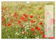 Thumbnail-10