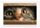 Thumbnail-11