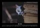 Thumbnail-9