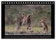 Thumbnail-13