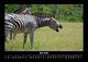 Thumbnail-9