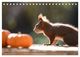 Thumbnail-12