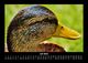 Thumbnail-11