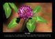 Thumbnail-10
