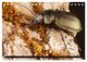 Thumbnail-8