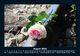 Thumbnail-12