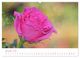 Thumbnail-13