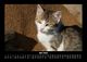 Thumbnail-9
