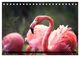 Thumbnail-11