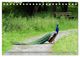 Thumbnail-9