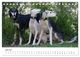 Thumbnail-11