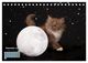 Thumbnail-13