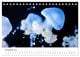 Thumbnail-13