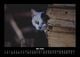 Thumbnail-9