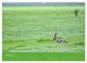 Thumbnail-12