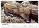 Thumbnail-13