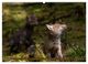 Thumbnail-14
