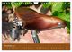 Thumbnail-13