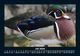 Thumbnail-11