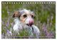 Thumbnail-12