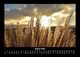 Thumbnail-12