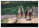 Thumbnail-11